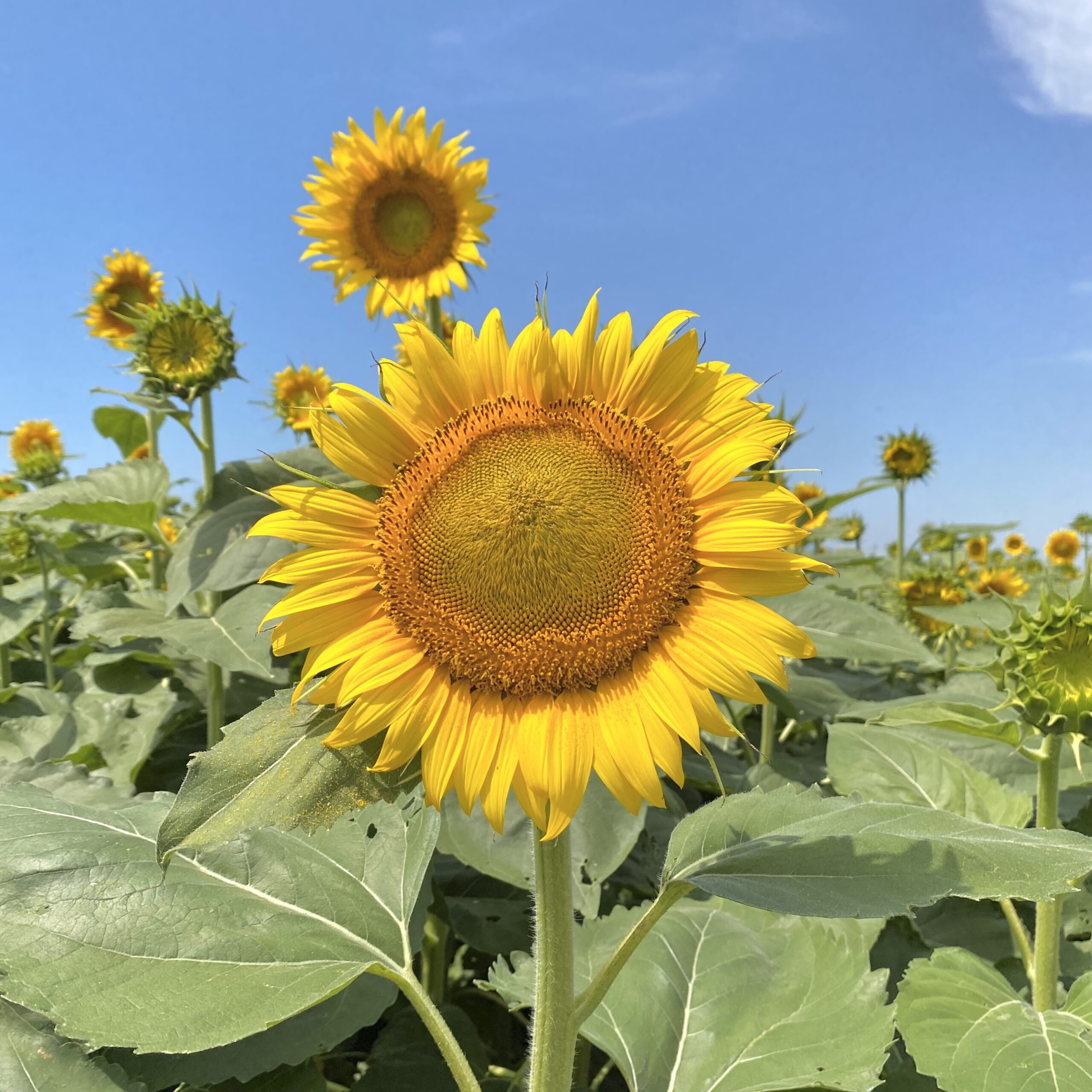 【継続する方法】怠け癖があっても大丈夫！叶えたい目標に向かって努力を継続できるようになる究極の方法！